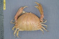 藏品(卷折饅頭蟹)的圖片